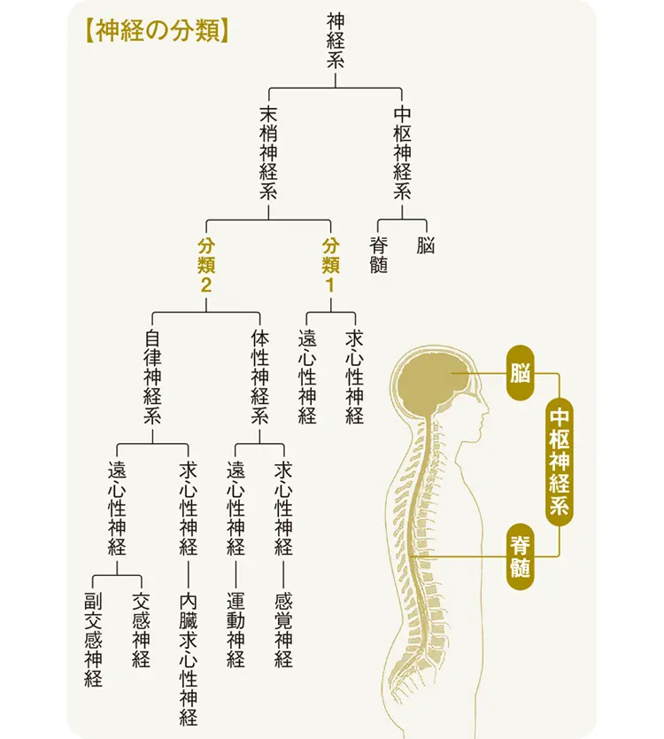 神経の分類図
