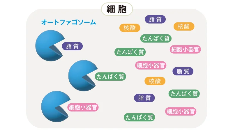 青色の大きく口を開けた球体で模されたオートファゴソームが、細胞の中で脂質・核酸・たんぱく質・細胞小器官を食べる様子のイラスト。