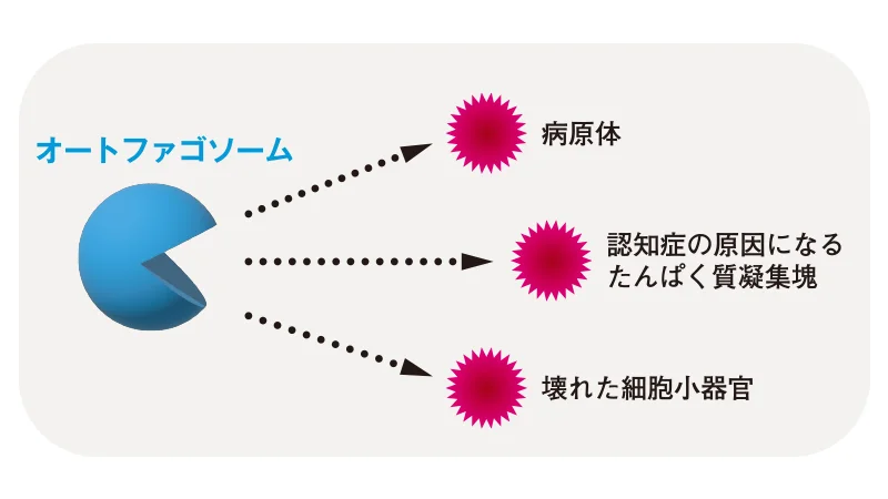 青色の大きく口を開けた球体で模されたオートファゴソームから、ウニのような赤いトゲのある円３つに向かって点線の矢印が描かれている。赤いトゲのついた円は上から、病原体、認知症の原因になるたんぱく質凝集塊、壊れた細胞小器官、と書き添えてある。